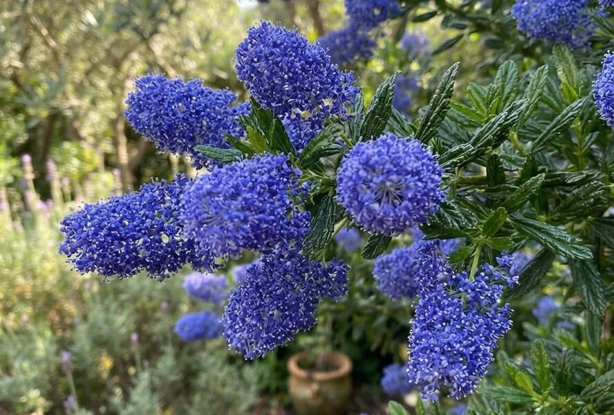 Latnatec 'Henri Défossé' - Ceanothus × delilianus 'Henri Défossé'