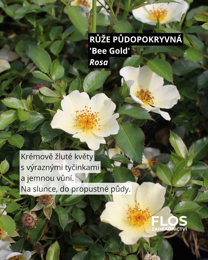 růže pro opylovače