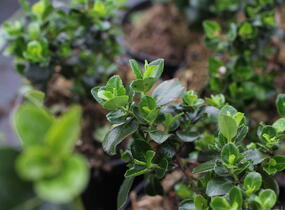 Zábluda 'Trulli' - Escallonia 'Trulli'