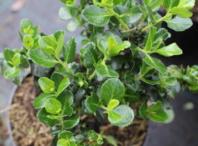 Zábluda 'Trulli' - Escallonia 'Trulli'