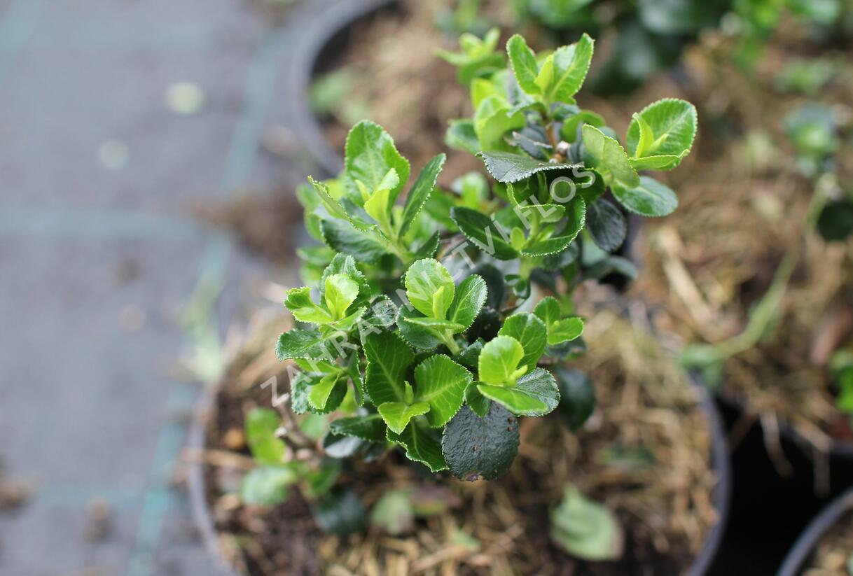 Zábluda 'Trulli' - Escallonia 'Trulli'