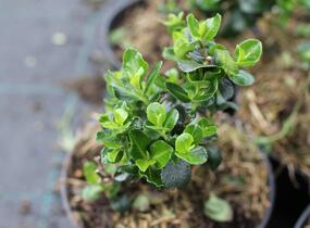 Zábluda 'Trulli' - Escallonia 'Trulli'
