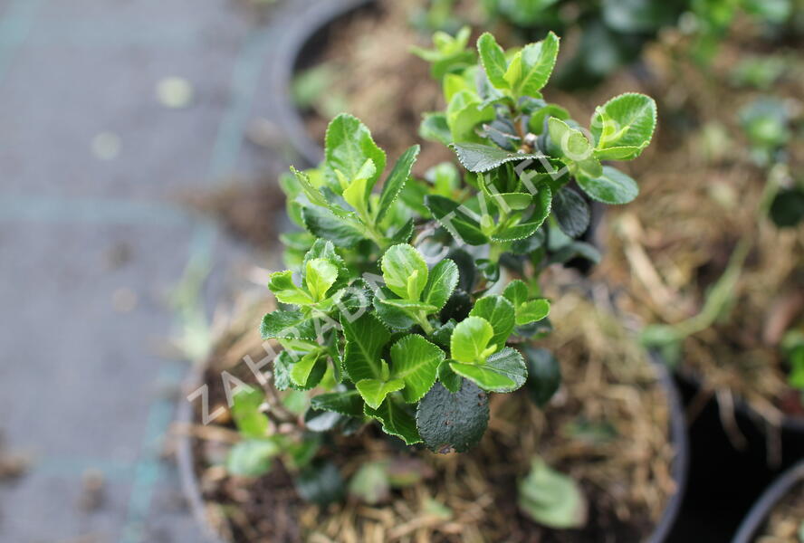 Zábluda 'Trulli' - Escallonia 'Trulli'