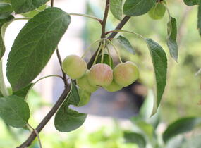 Jabloň okrasná 'Madonna' - Malus 'Madonna'