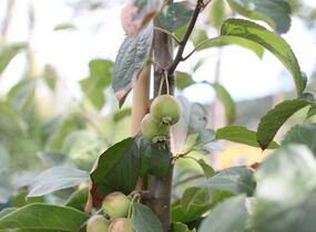 Jabloň okrasná 'Madonna' - Malus 'Madonna'