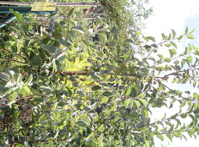 Jabloň okrasná 'Madonna' - Malus 'Madonna'
