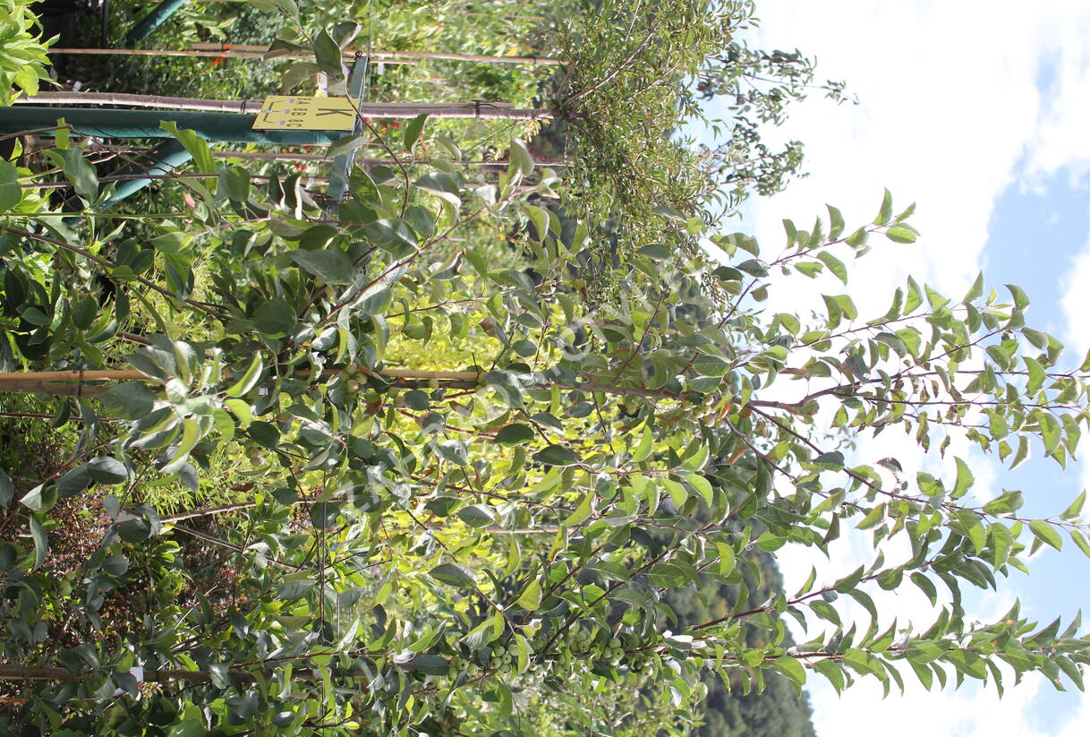 Jabloň okrasná 'Madonna' - Malus 'Madonna'