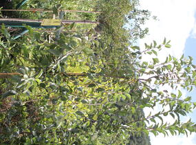 Jabloň okrasná 'Madonna' - Malus 'Madonna'