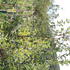 Malus_Madonna_4.JPG