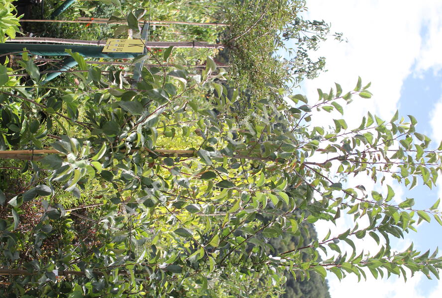 Jabloň okrasná 'Madonna' - Malus 'Madonna'
