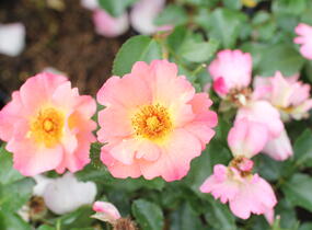 Růže půdopokryvná 'Bee Proud' - Rosa PK 'Bee Proud'