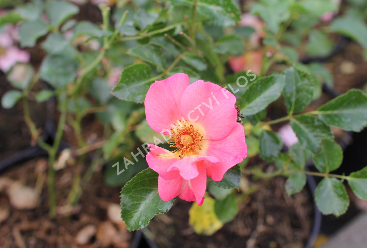 Růže půdopokryvná 'Bee Proud' - Rosa PK 'Bee Proud'