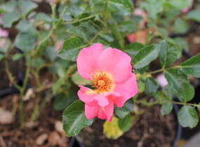 Růže půdopokryvná 'Bee Proud' - Rosa PK 'Bee Proud'
