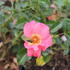 Rosa_PK_Bee_Proud_2.JPG
