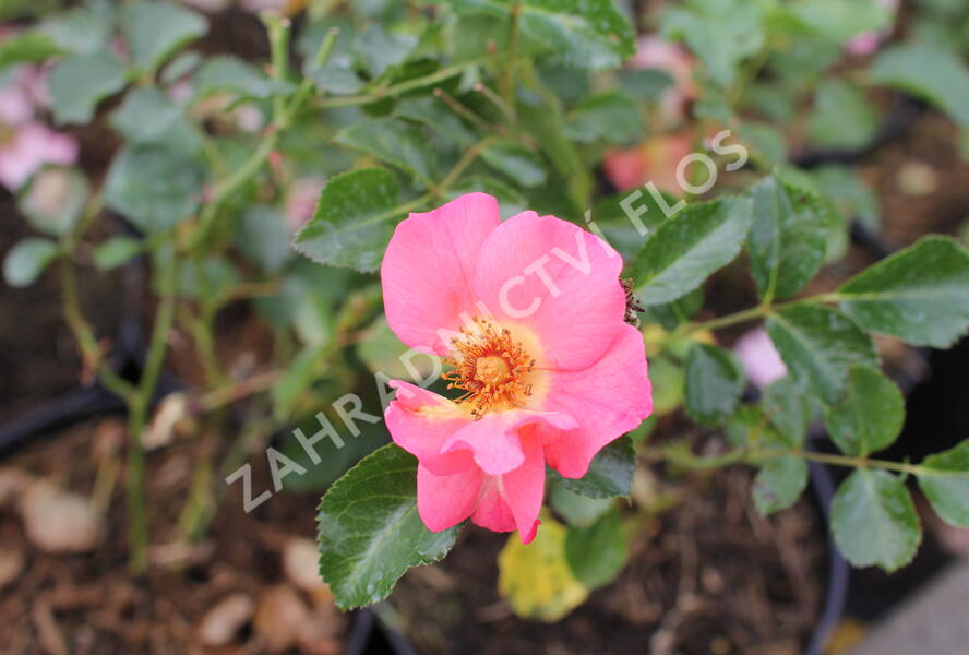 Růže půdopokryvná 'Bee Proud' - Rosa PK 'Bee Proud'