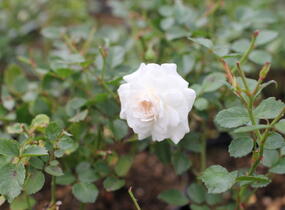 Růže půdopokryvná 'Snowfield' - Rosa PK 'Snowfield'