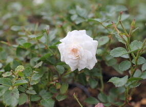 Růže půdopokryvná 'Snowfield' - Rosa PK 'Snowfield'