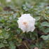 Rosa_PK_Snowfield_2.JPG