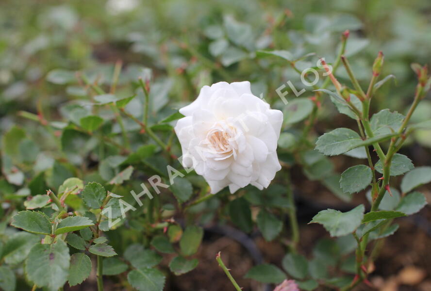 Růže půdopokryvná 'Snowfield' - Rosa PK 'Snowfield'