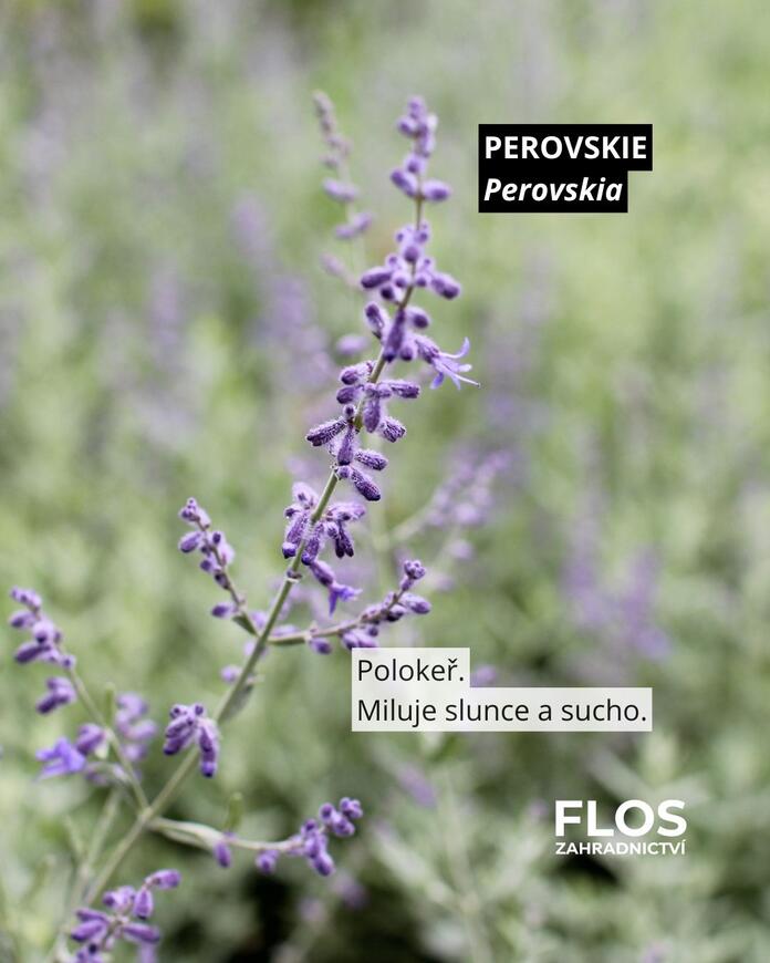 perovskie pro opylovače