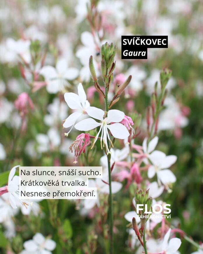 svíčkovec pro opylovače