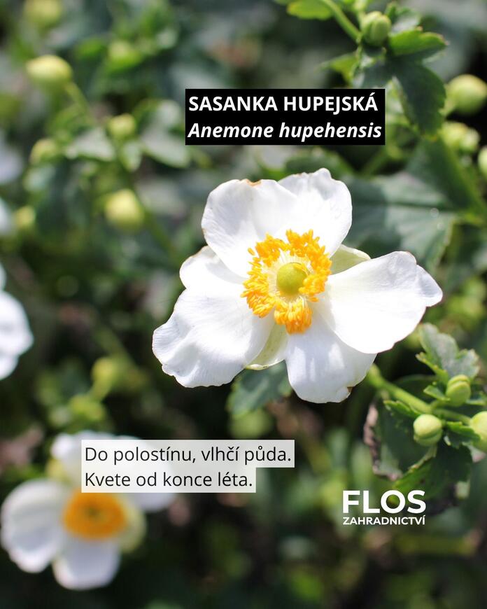 sasanka hupejská pro opylovače