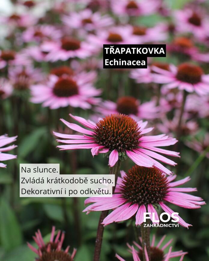třapatkovka pro opylovače
