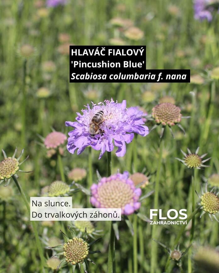 hlaváč pro opylovače