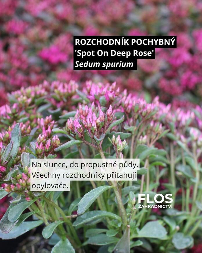rozchodník pro opylovače