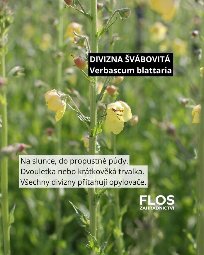 divizna pro opylovače