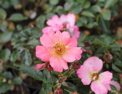 Rosa PK ''Bee Proud''