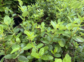 Latnatec 'Topaze' - Ceanothus × delilianus 'Topaze'