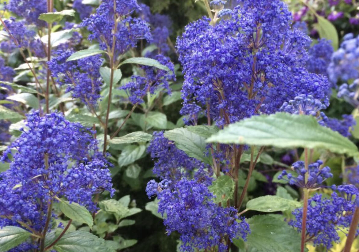 Latnatec 'Topaze' - Ceanothus × delilianus 'Topaze'