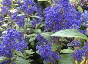 Latnatec 'Topaze' - Ceanothus × delilianus 'Topaze'