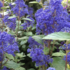 Ceanothus × delilianus 'Topaze'.png