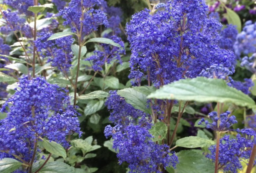 Latnatec 'Topaze' - Ceanothus × delilianus 'Topaze'
