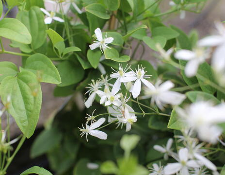 Clematis mandschurica