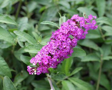 Buddleja davidii 'Berries and Cream'_01 (1).JPG