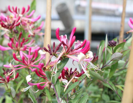 Lonicera periclymenum ''Fragrant Cloud Chojnow''