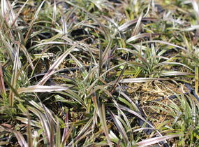 Astelie 'Westland' - Astelia nervosa 'Westland'