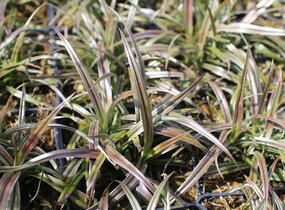 Astelie 'Westland' - Astelia nervosa 'Westland'