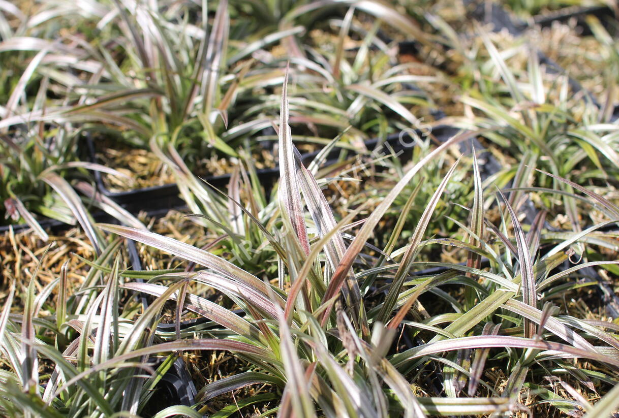 Astelie 'Westland' - Astelia nervosa 'Westland'