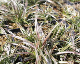 Astelie 'Westland'