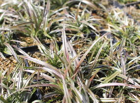 Astelie 'Westland' - Astelia nervosa 'Westland'