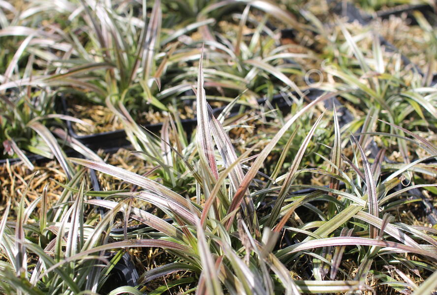 Astelie 'Westland' - Astelia nervosa 'Westland'