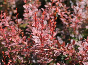 Dřišťál Thunbergův 'Rosy Rocket' - Berberis thunbergii 'Rosy Rocket'