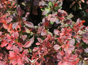 Dřišťál Thunbergův 'Rosy Rocket' - Berberis thunbergii 'Rosy Rocket'