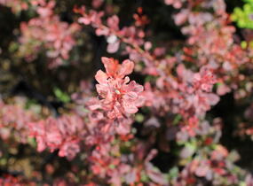 Dřišťál Thunbergův 'Rosy Rocket' - Berberis thunbergii 'Rosy Rocket'