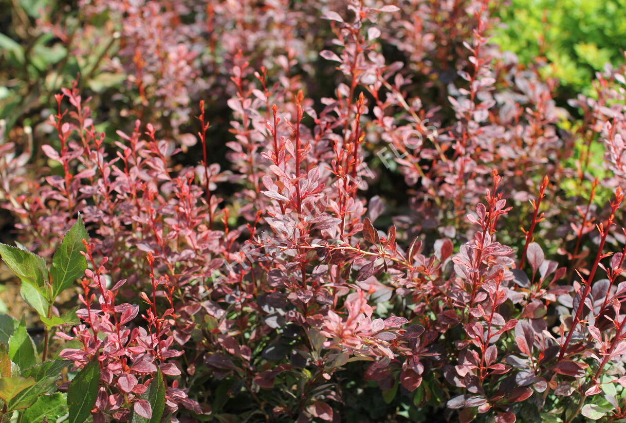 Dřišťál Thunbergův 'Rosy Rocket' - Berberis thunbergii 'Rosy Rocket'