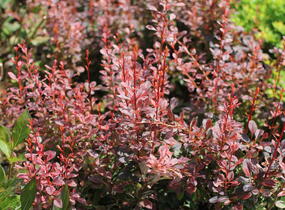 Dřišťál Thunbergův 'Rosy Rocket' - Berberis thunbergii 'Rosy Rocket'